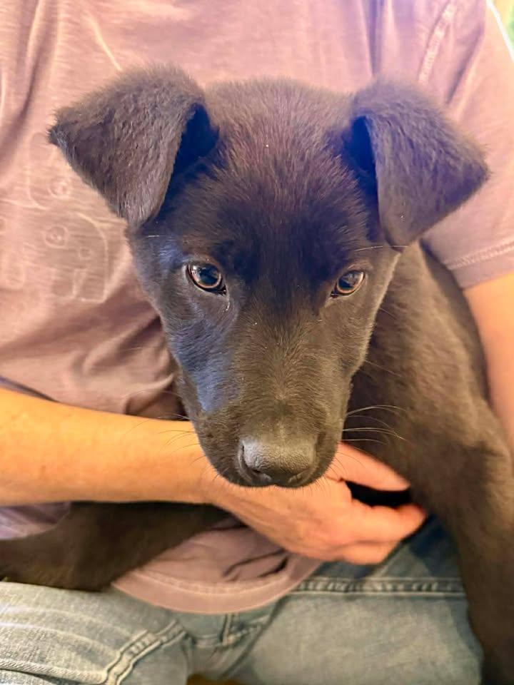 Arrow, an adopted mixed breed in Guntersville, AL image 2/4