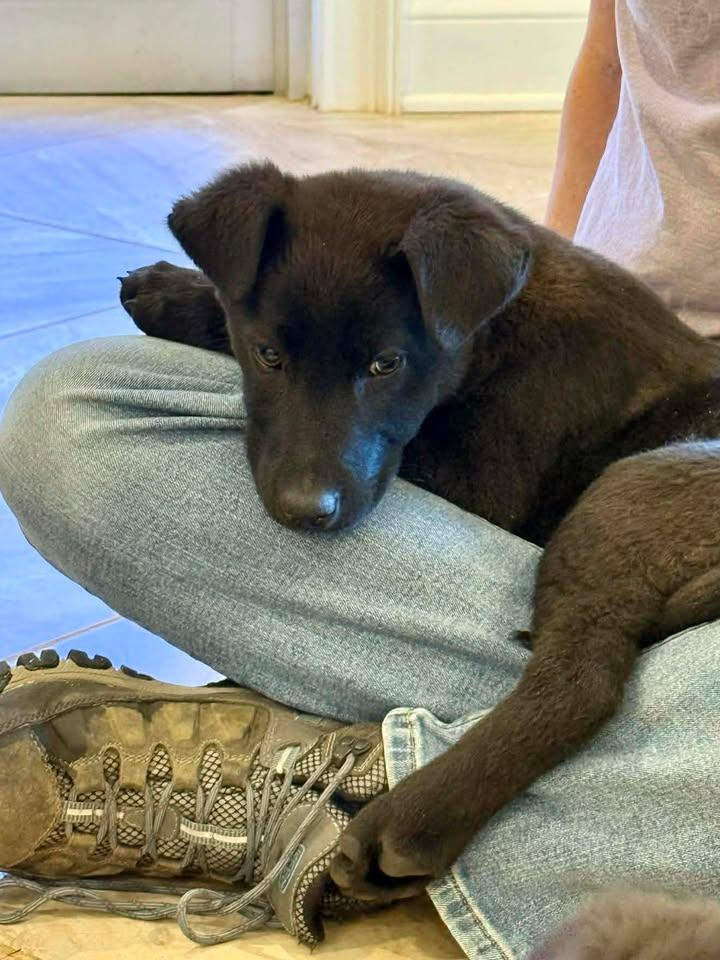 Arrow, an adopted mixed breed in Guntersville, AL image 3/4