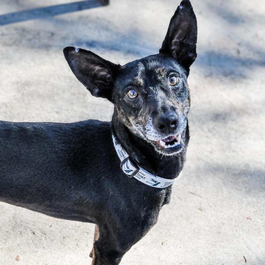 Slim Jim, Adoptable, Adult Male Miniature Pinscher.
