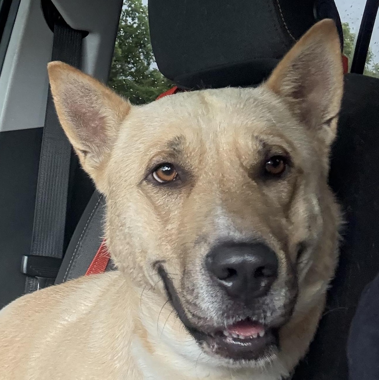 Cash, a Adoptable mixed breed in Leesburg, GA image 1/3