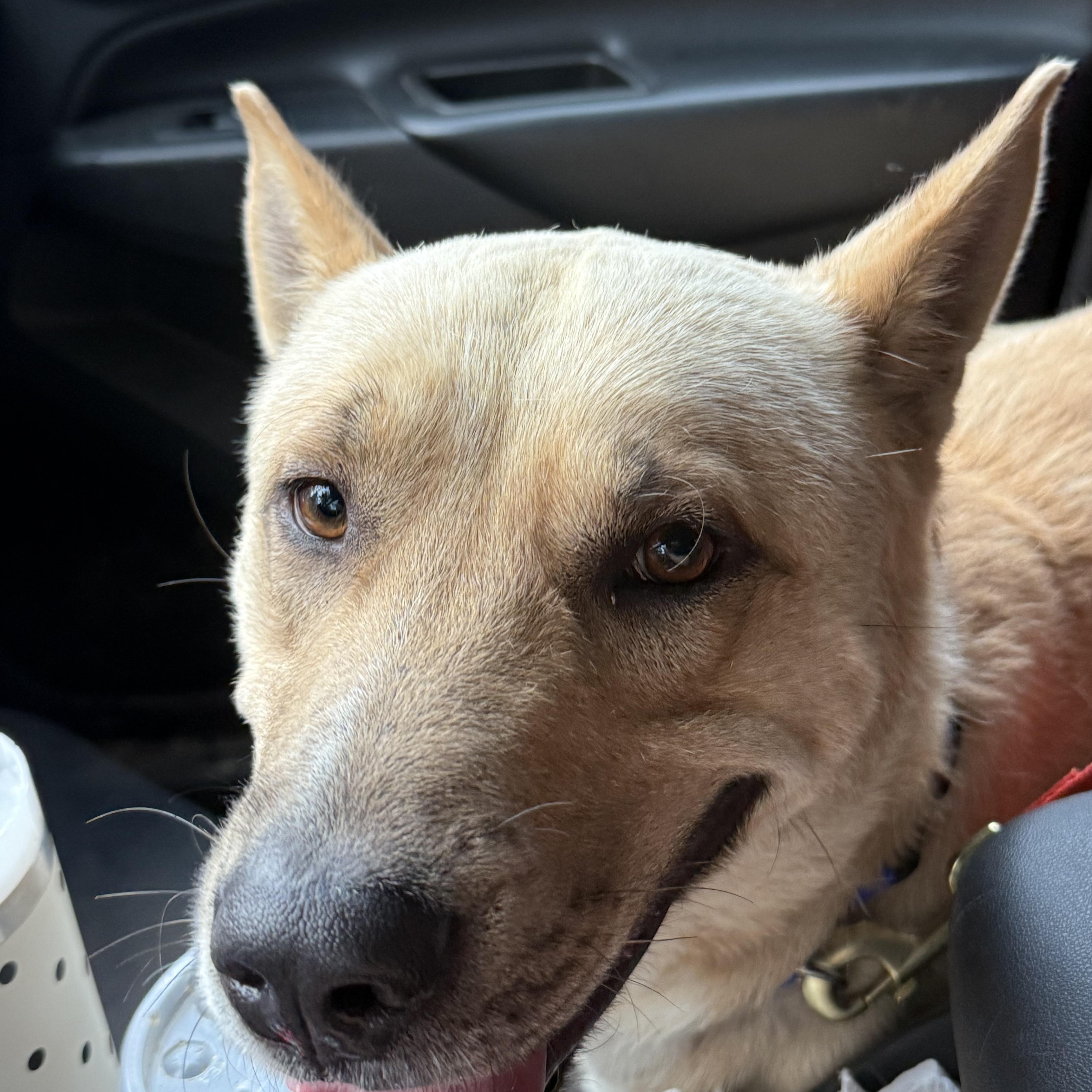 Cash, a Adoptable mixed breed in Leesburg, GA image 2/3