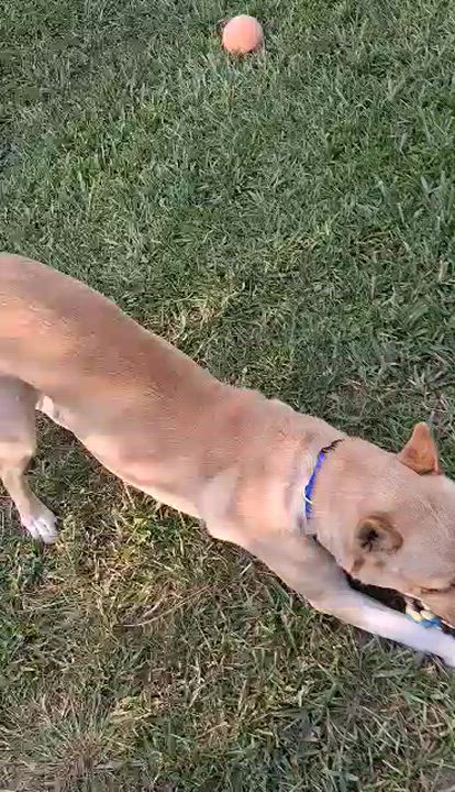 Enlarge Cash, a Adoptable mixed breed in Leesburg, GA video 3/3