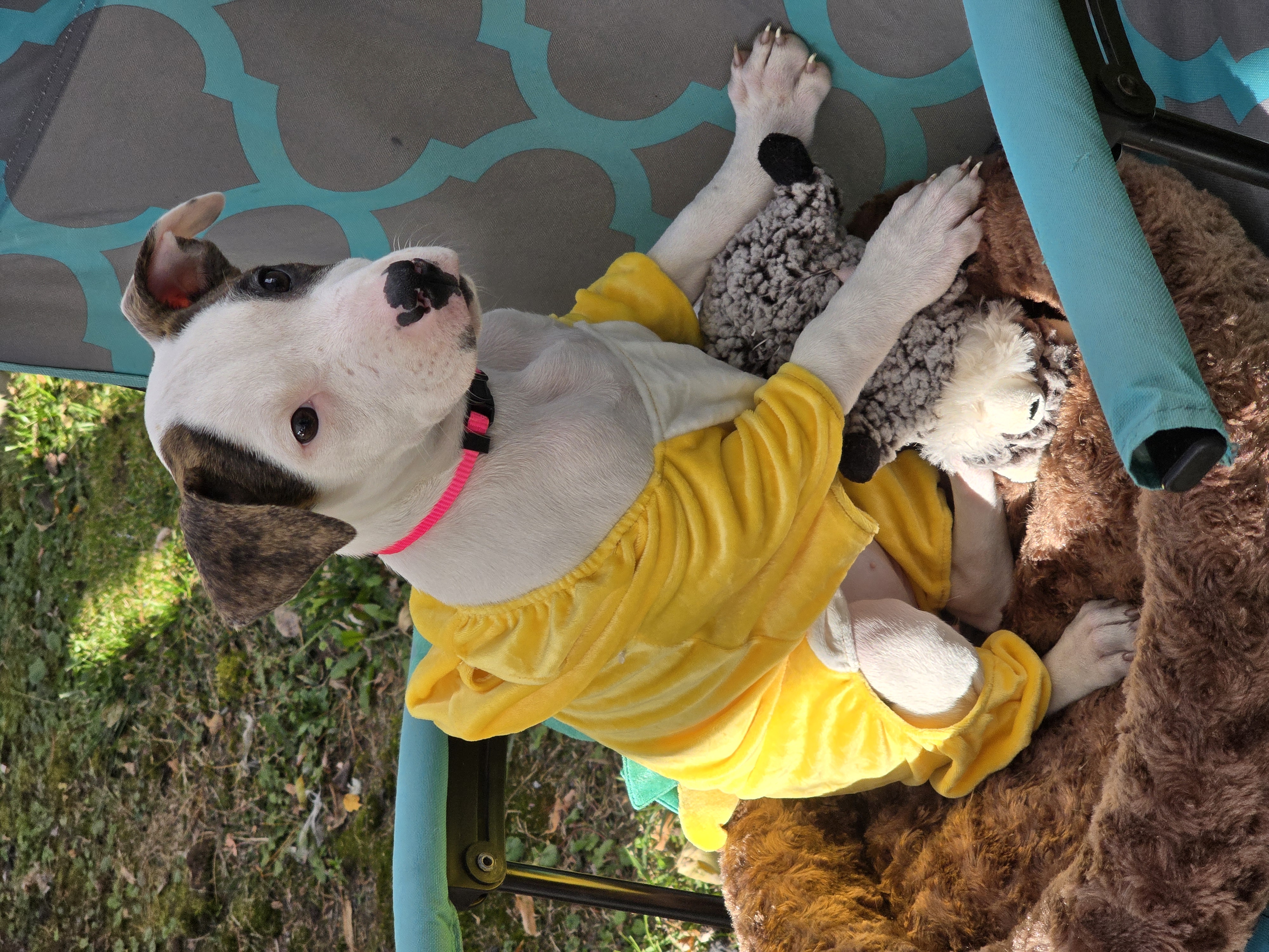 Abigail, Adopted, Puppy Female Pit Bull Terrier.