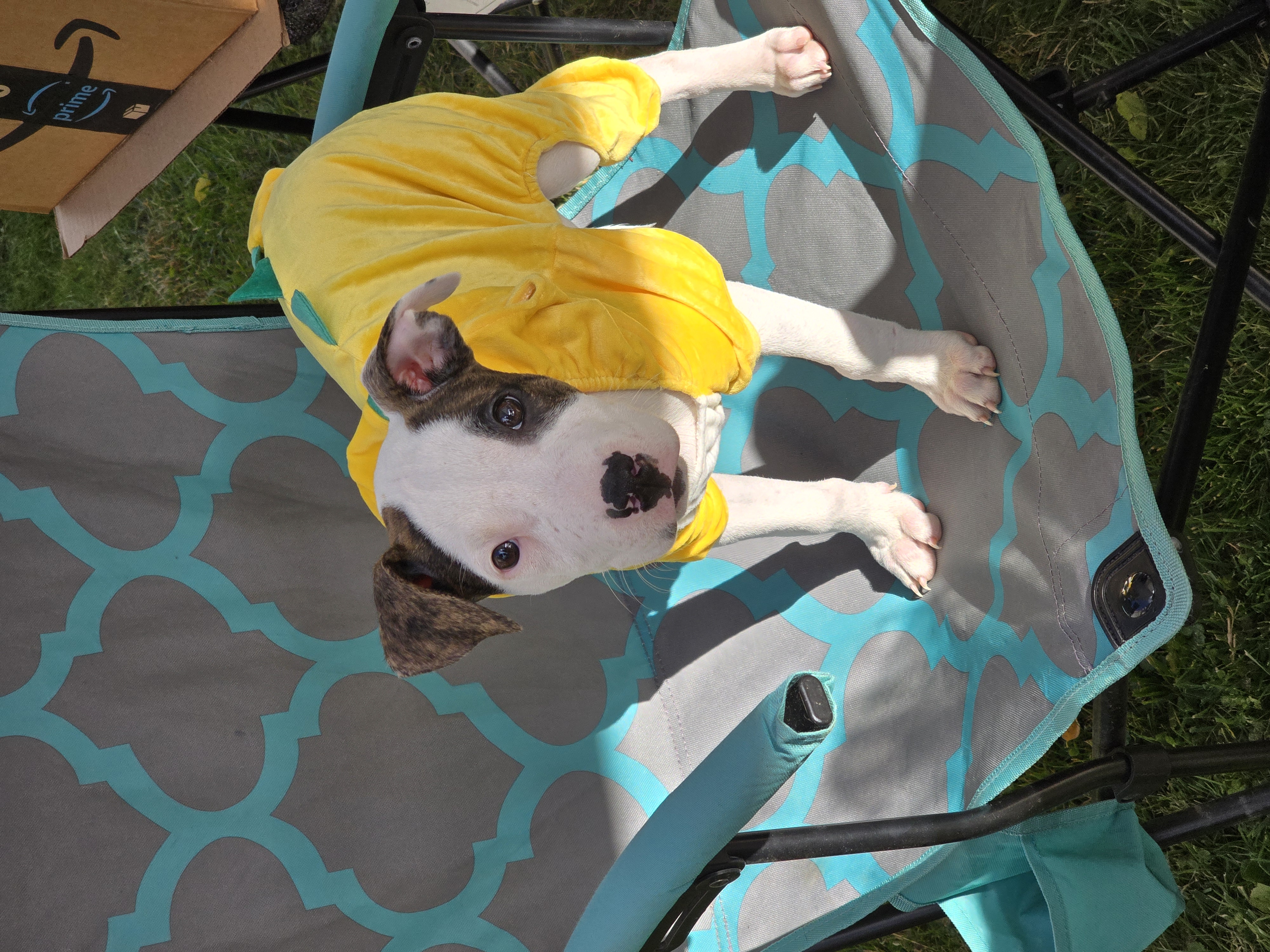 Abigail, a Adopted Pit Bull Terrier in Athens, NY image 3/4