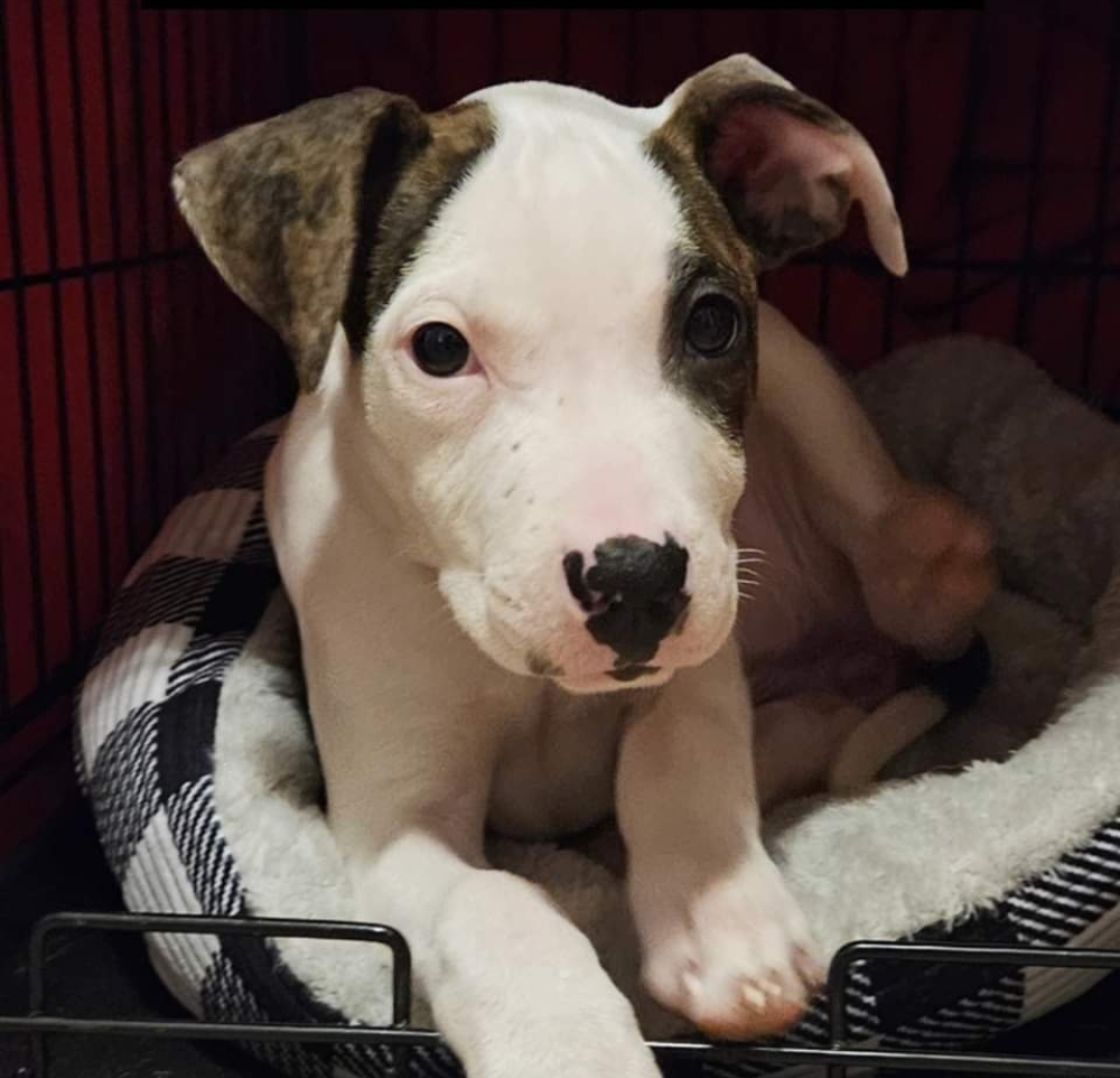 Abigail, a Adopted Pit Bull Terrier in Athens, NY image 1/4
