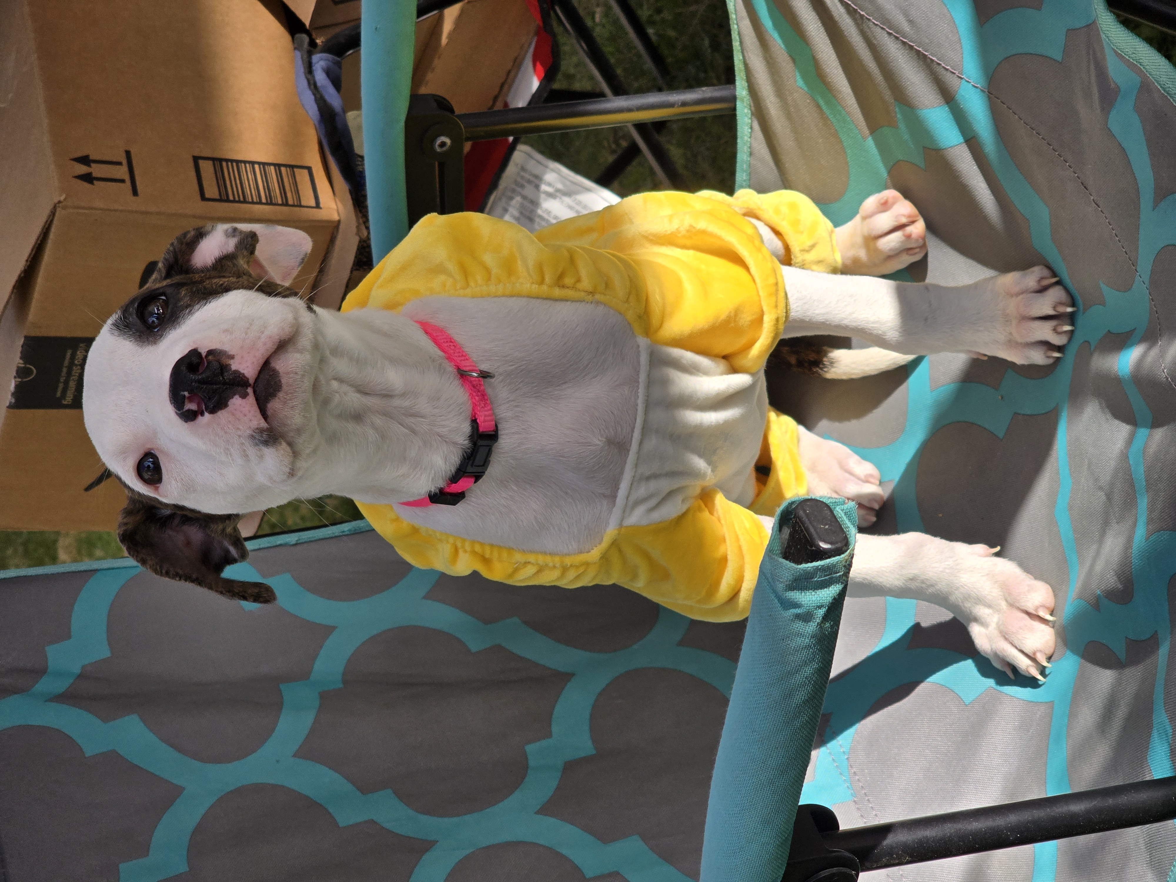 Abigail, a Adopted Pit Bull Terrier in Athens, NY image 4/4