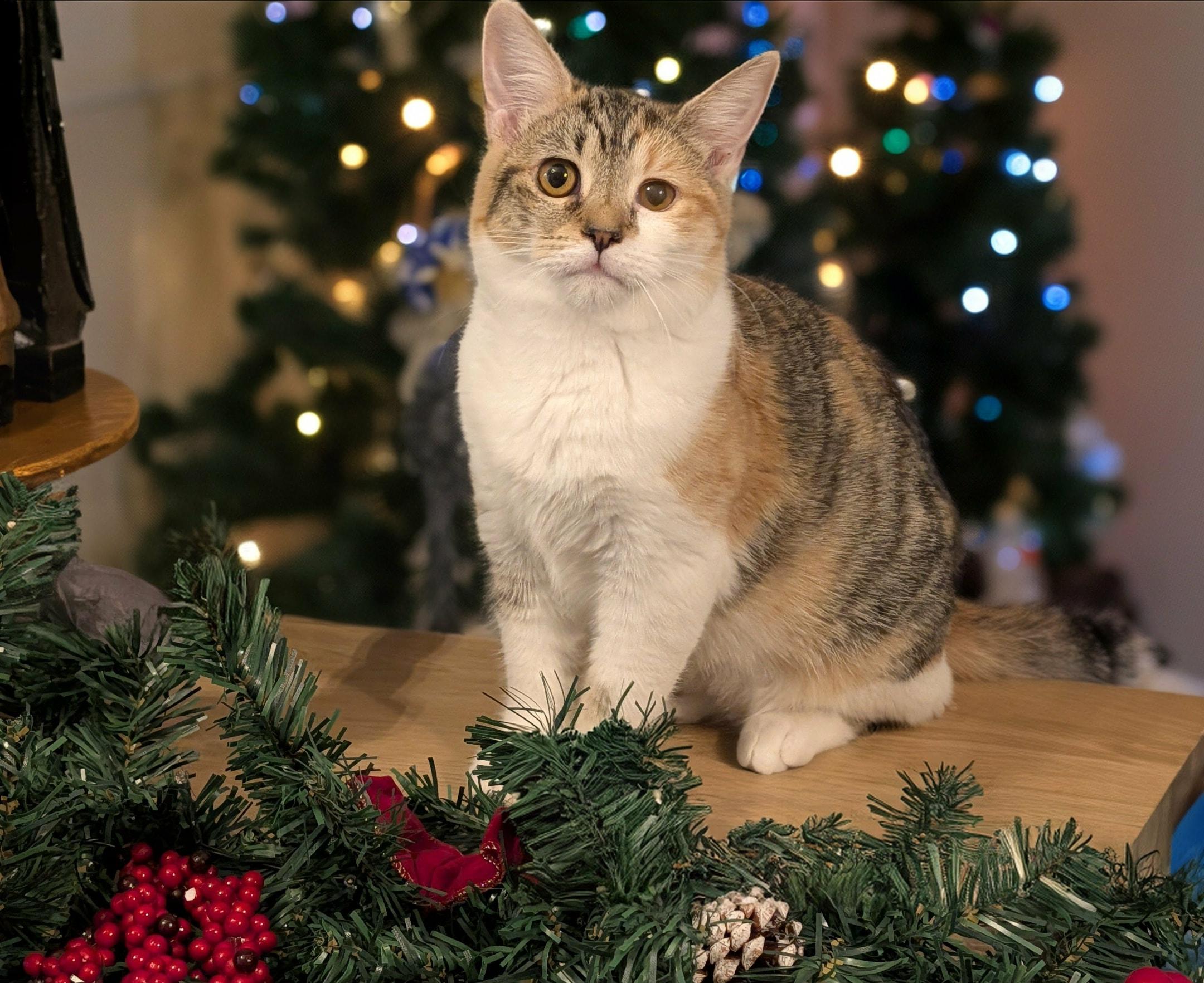 Enlarge Kitty, an adoptable Domestic Short Hair in queen creek, AZ image 2/3