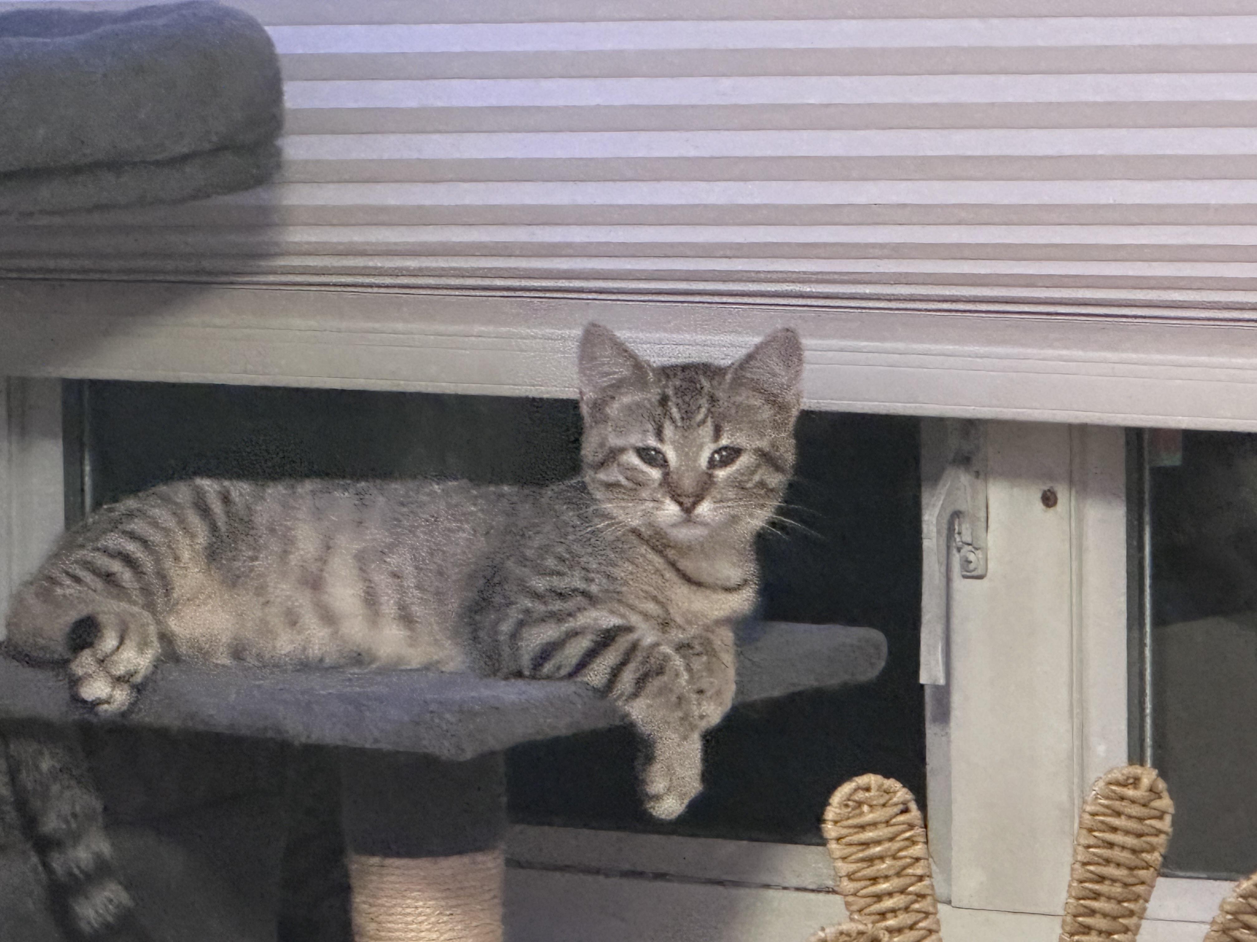 Popper, Adoptable, Kitten Female Domestic Short Hair.