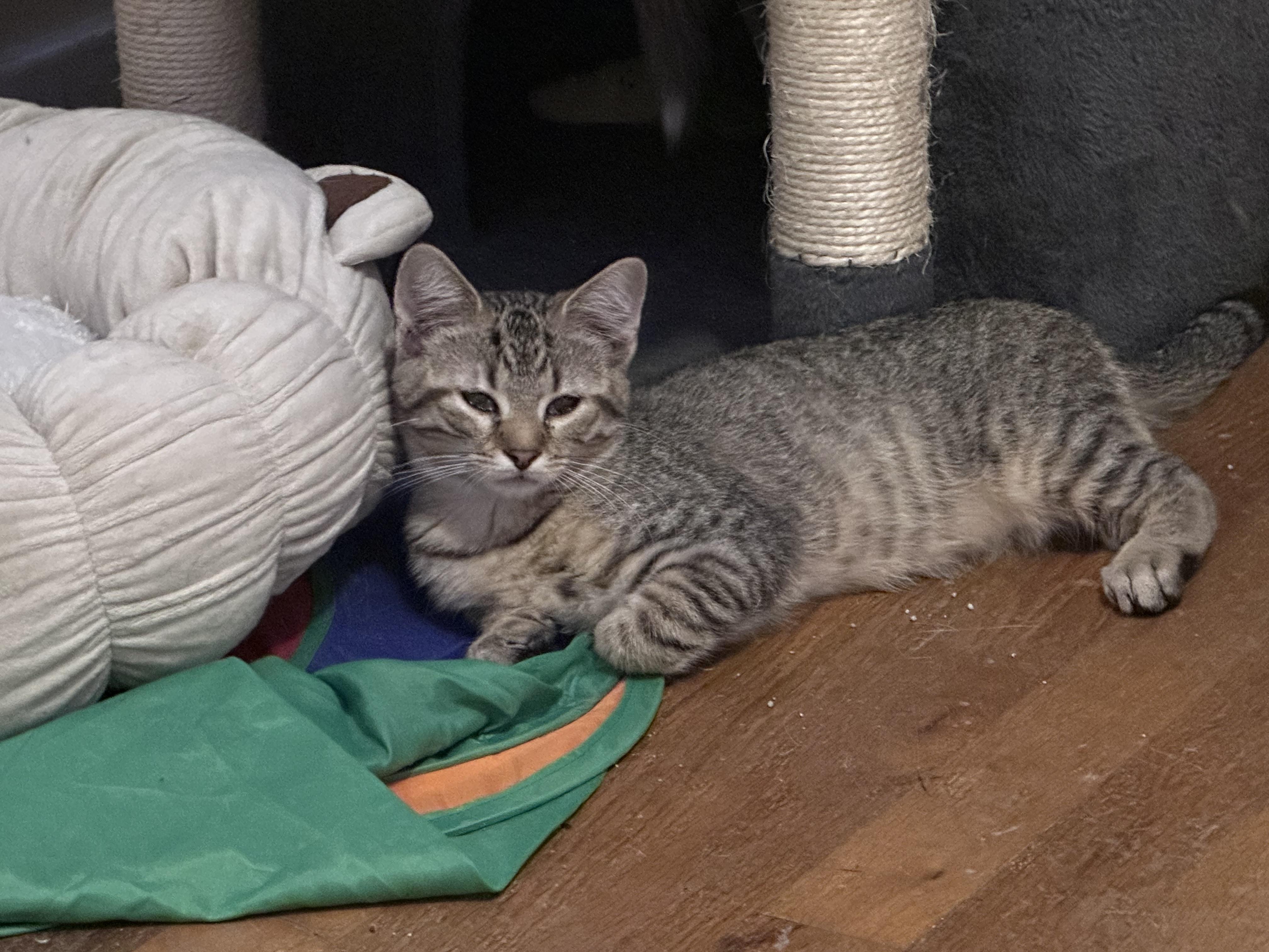Enlarge Popper, a Adoptable mixed breed in Bethel Park, PA image 2/2