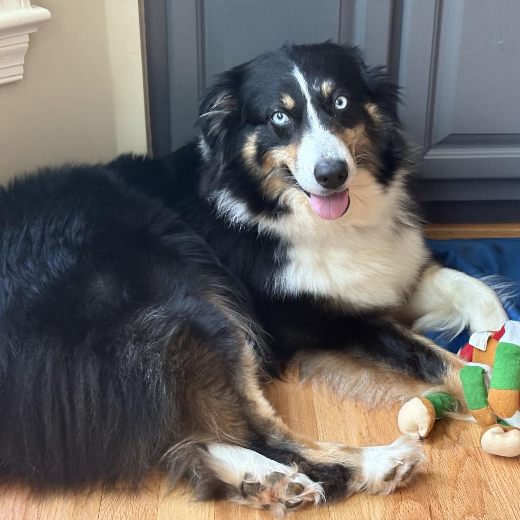 Enlarge Maya Blue Eyes, a Adoptable Australian Shepherd in Fairfax, VA image 2/3