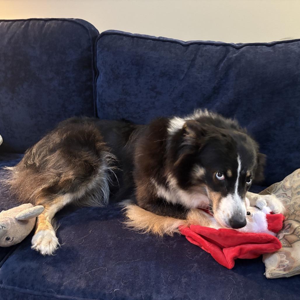 Enlarge Maya Blue Eyes, a Adoptable Australian Shepherd in Fairfax, VA image 3/3
