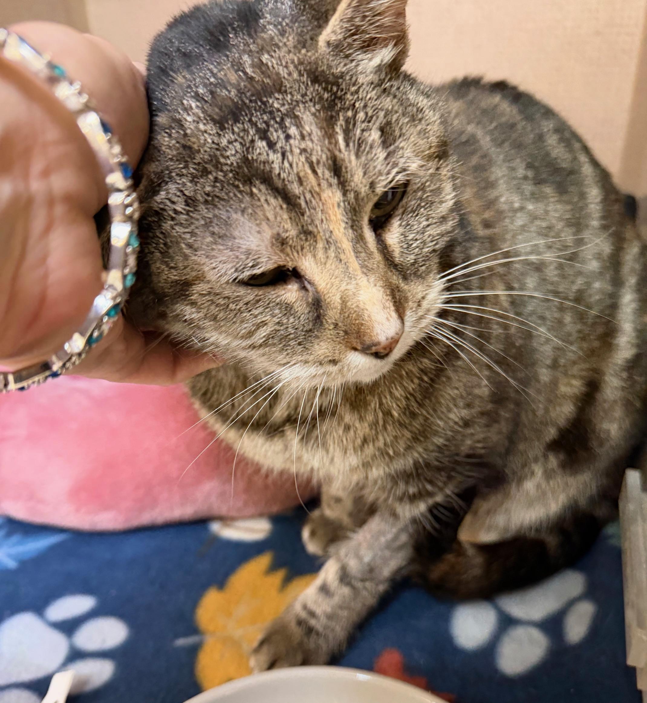 Enlarge Hey Kitty, a ADOPTABLE mixed breed in Salem, NH image 1/2