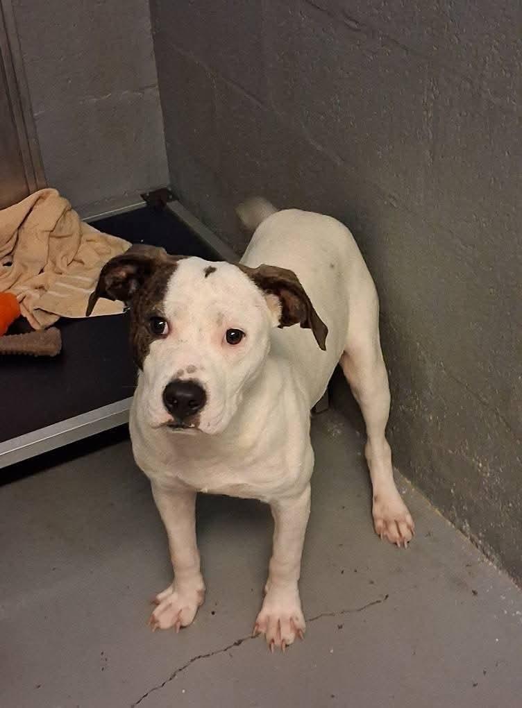 Enlarge Toby, a Adoptable mixed breed in Stuart, VA image 1/1