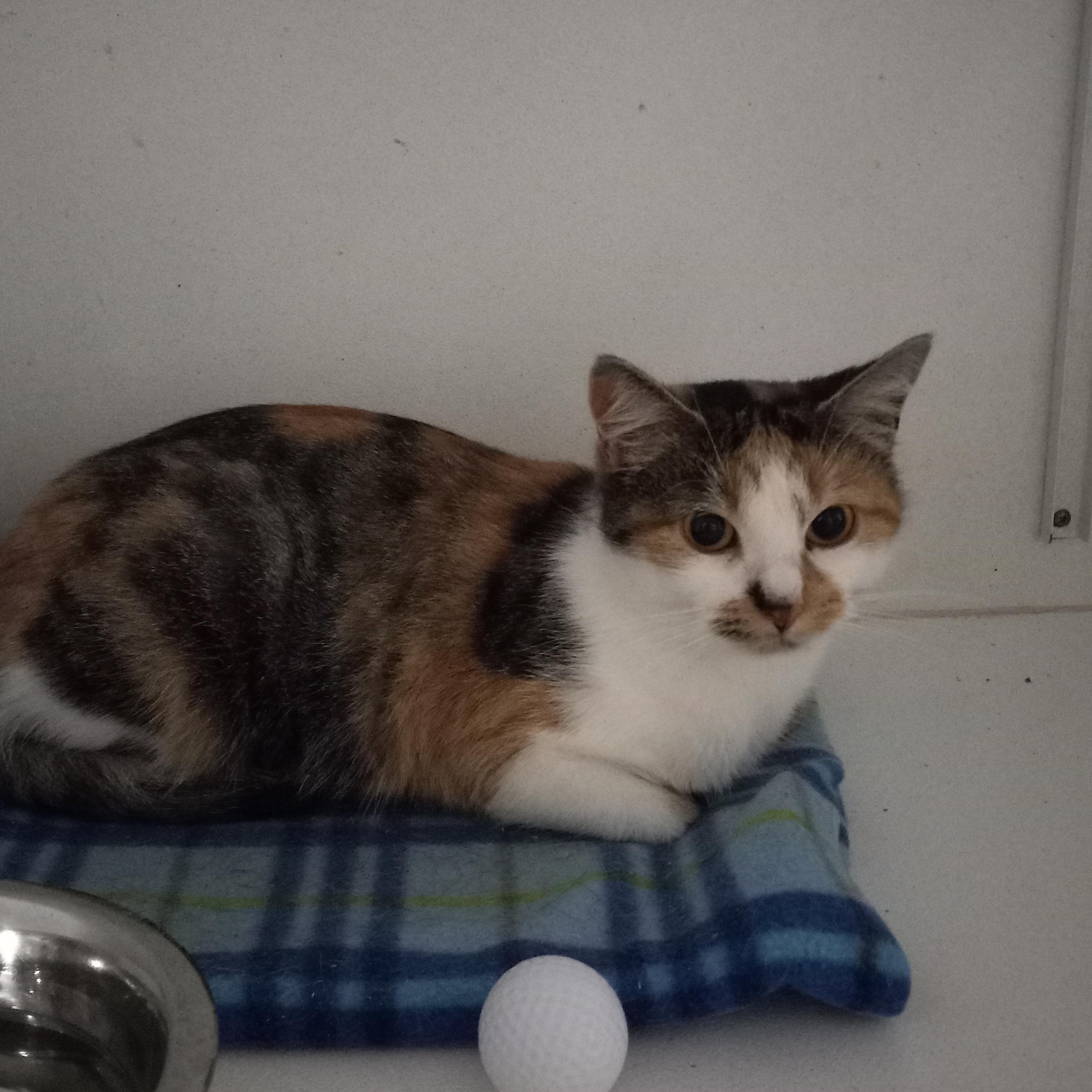 Tulip, a Adoptable Domestic Short Hair in Iowa Falls, IA image 1/4