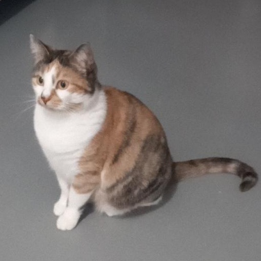 Tulip, Adoptable, Young Female Domestic Short Hair.