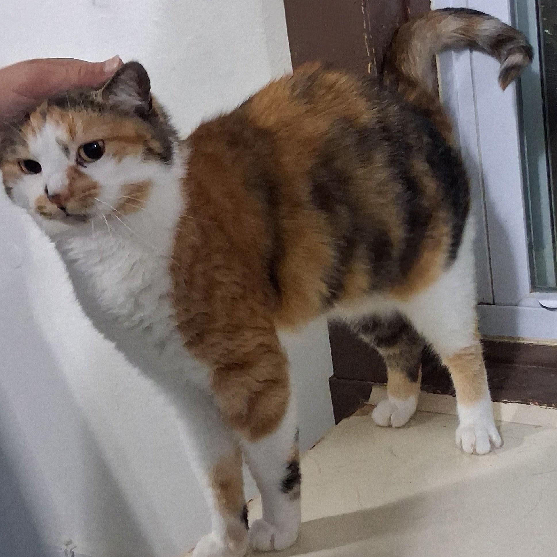 Enlarge Tulip, a Adoptable Domestic Short Hair in Iowa Falls, IA image 2/4