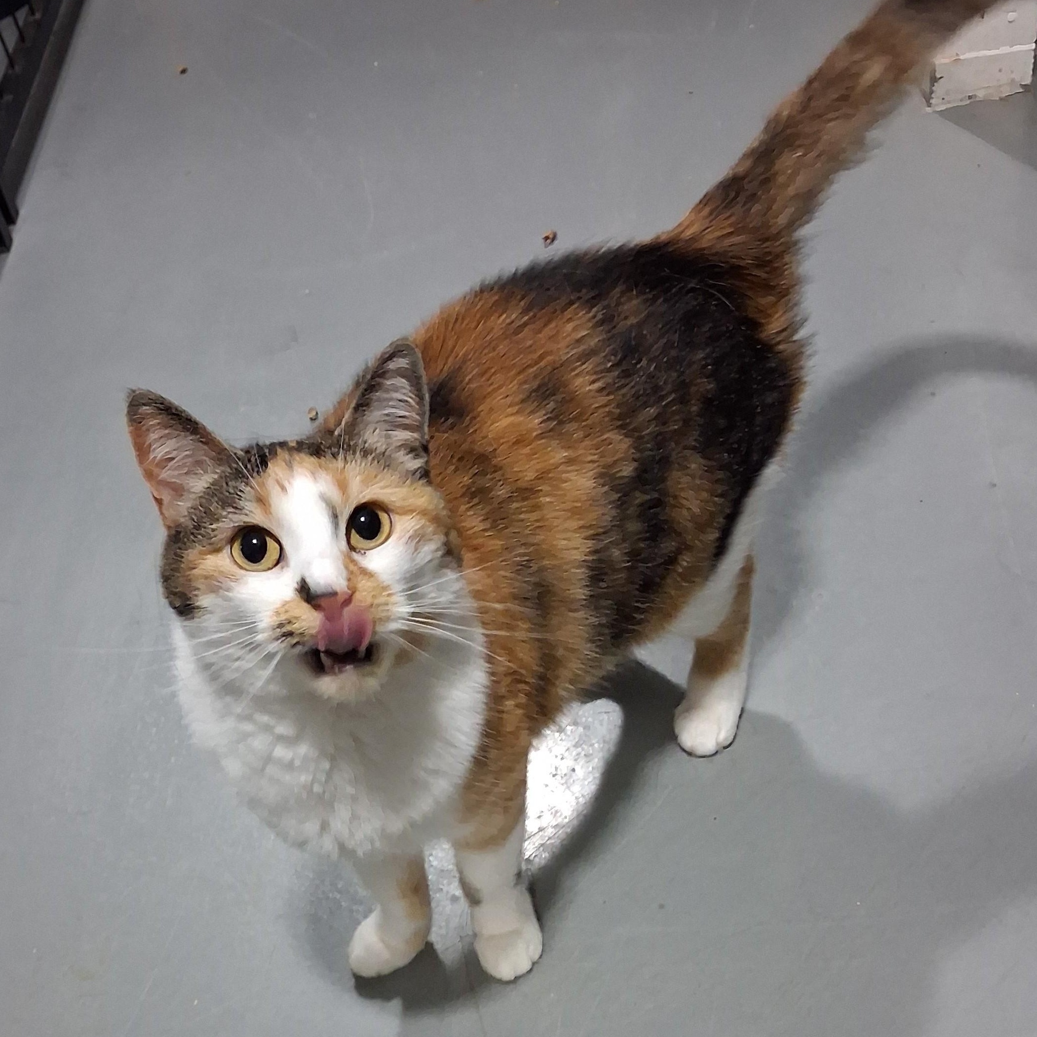 Enlarge Tulip, a Adoptable Domestic Short Hair in Iowa Falls, IA image 3/4