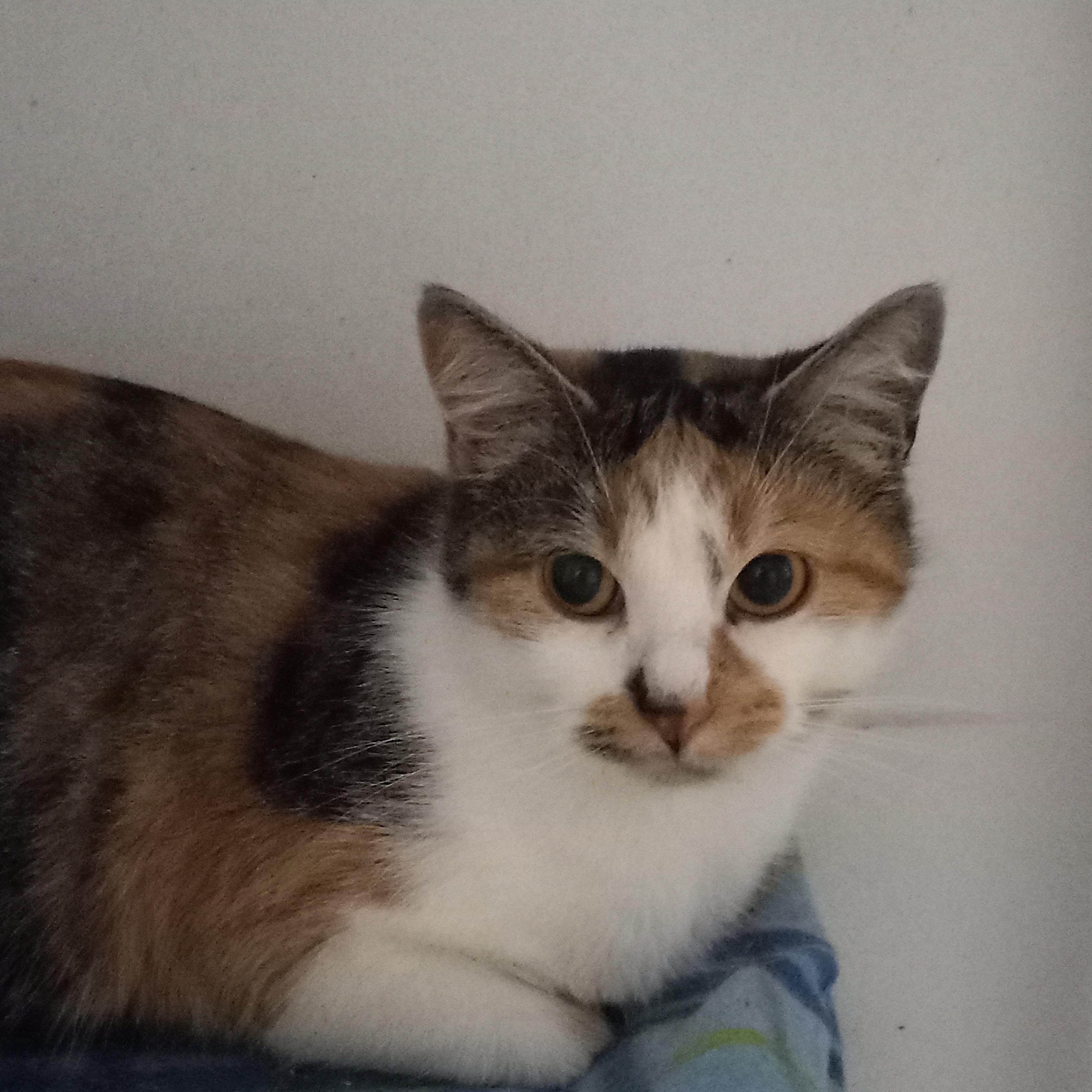 Tulip, a Adoptable Domestic Short Hair in Iowa Falls, IA image 3/4