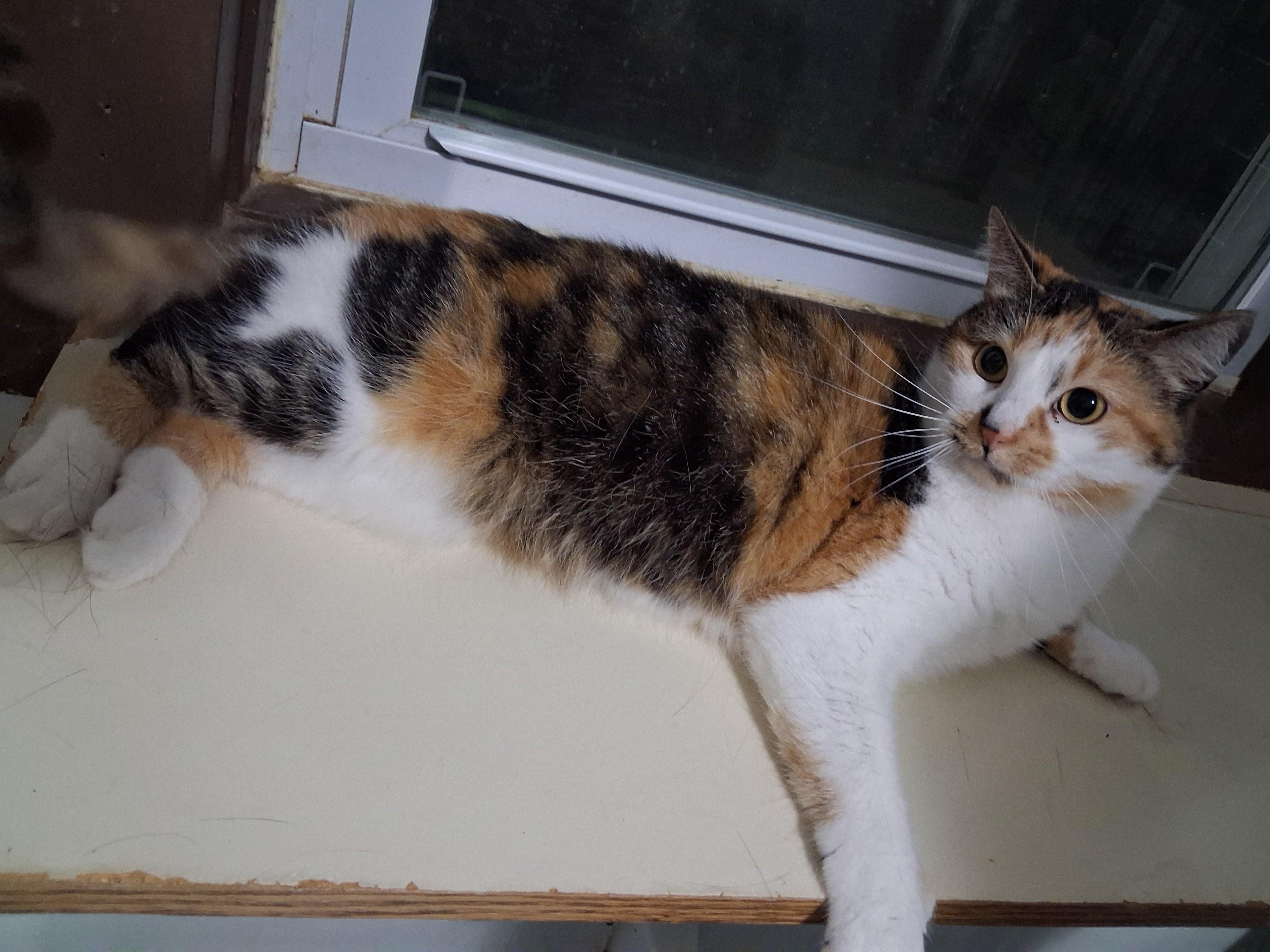 Enlarge Tulip, a Adoptable Domestic Short Hair in Iowa Falls, IA image 4/4