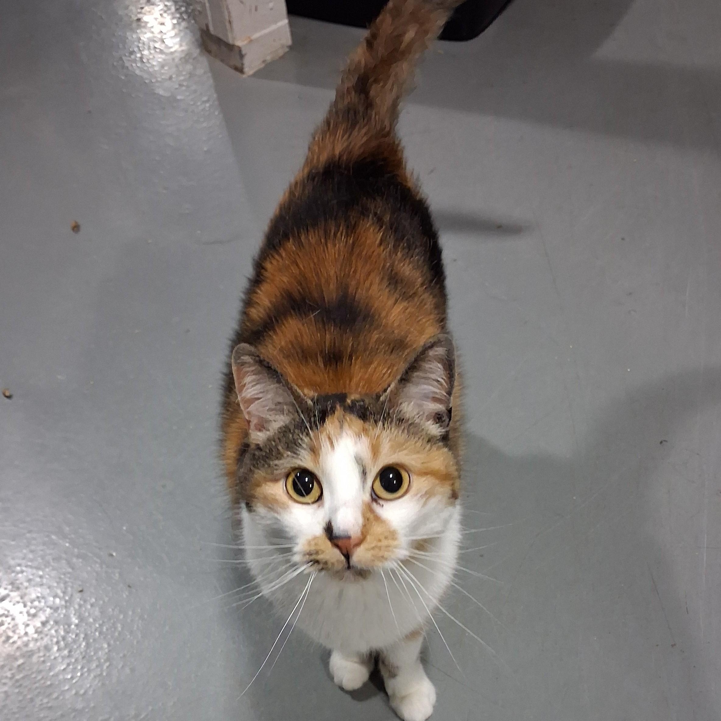 Tulip, Adoptable, Young Female Domestic Short Hair.