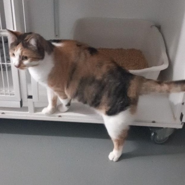 Tulip, a Adoptable Domestic Short Hair in Iowa Falls, IA image 4/4