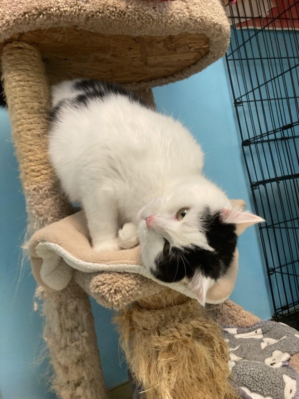 Piper, Adoptable, Adult Female Domestic Short Hair.