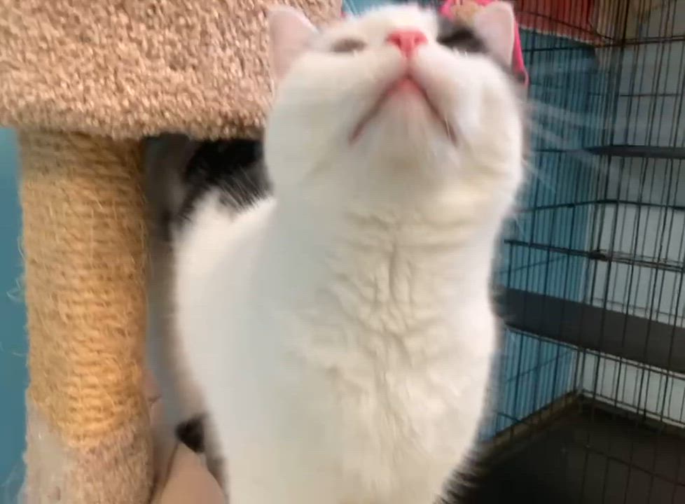 Enlarge Piper, a Adoptable Domestic Short Hair in Cincinnati, OH video 1/2