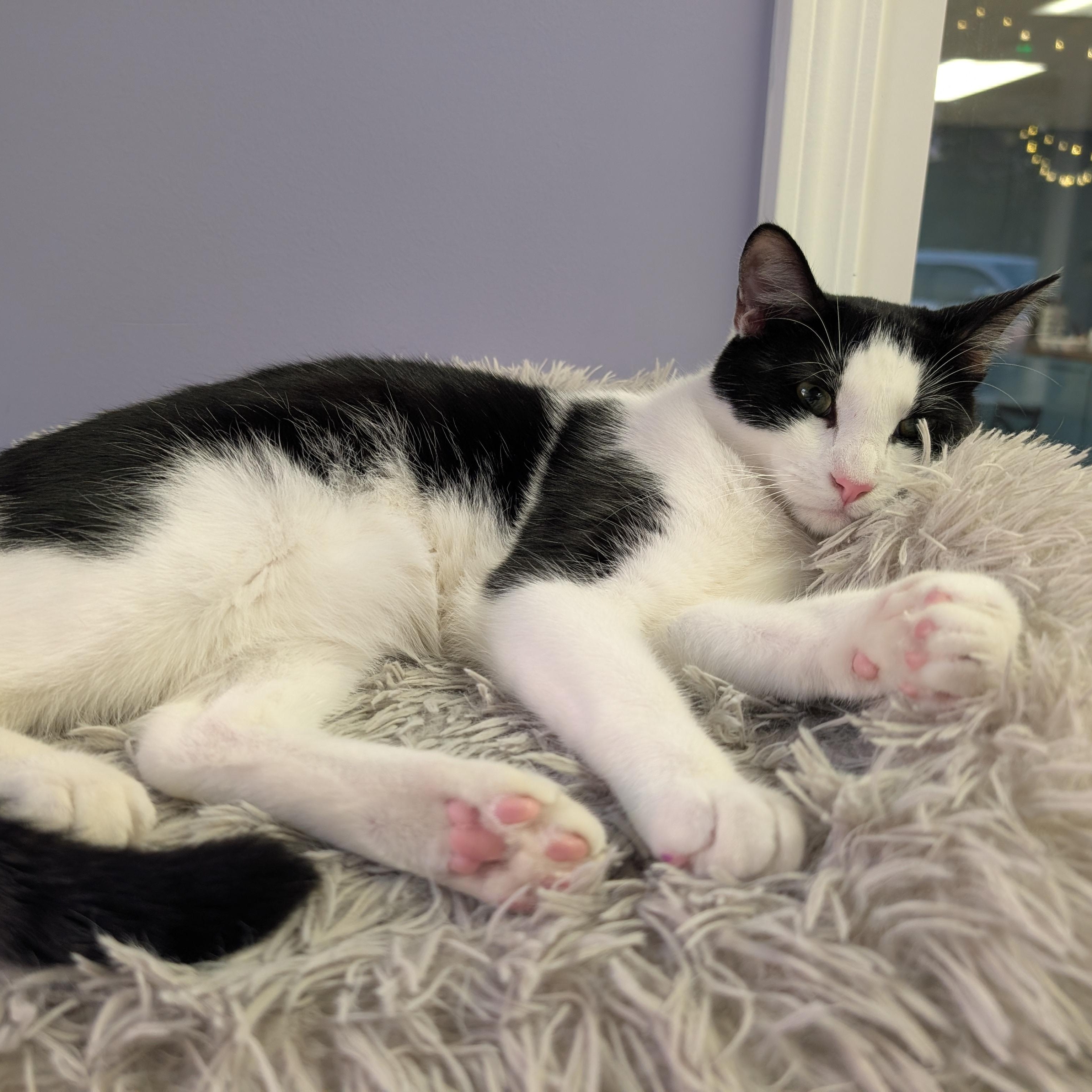 Ross, adopted, Young Male Tuxedo.