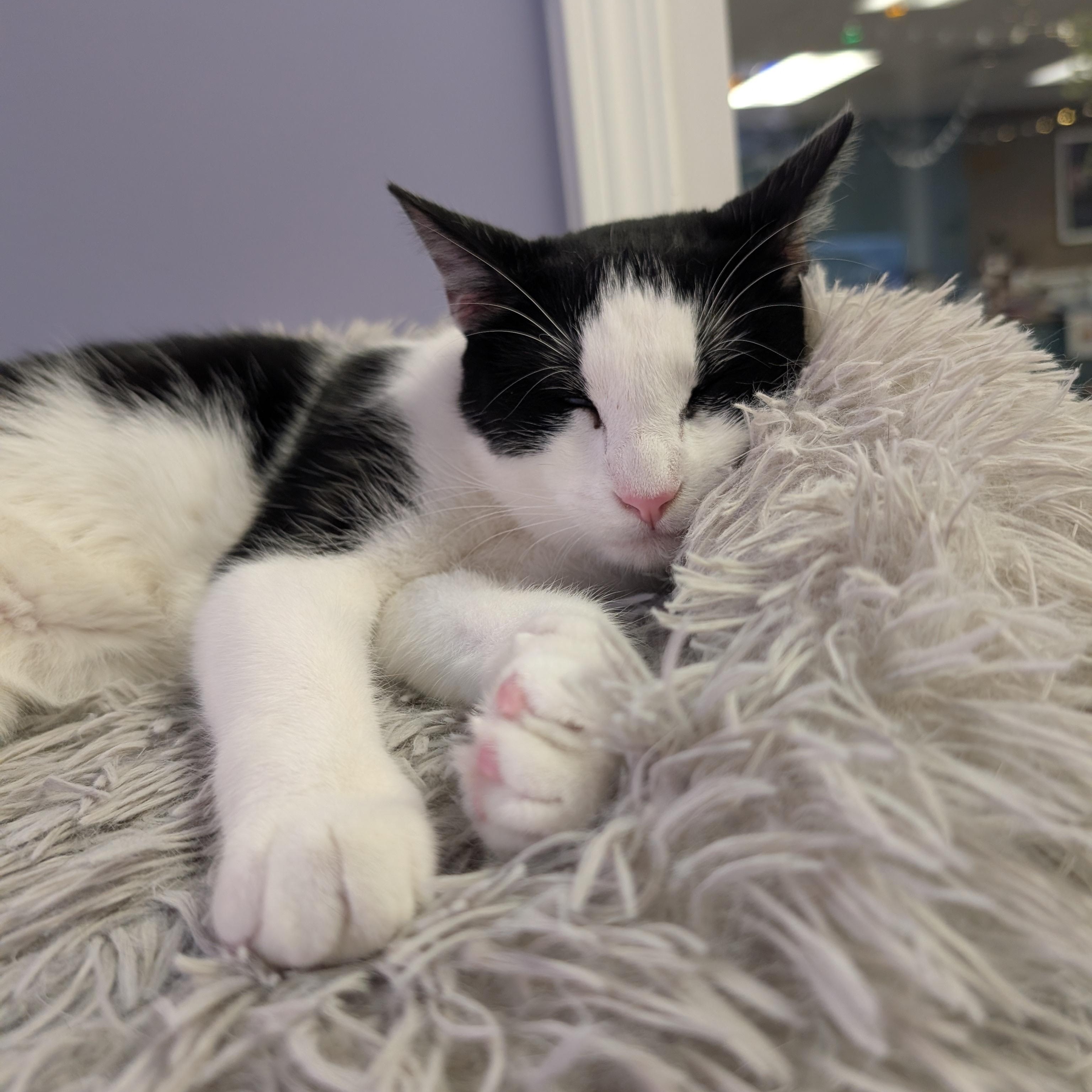 Enlarge Ross, an adopted Tuxedo in Bonaire, GA image 2/6