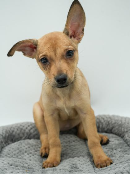 Delilah, Adoptable, Adult Female Chihuahua & Mixed Breed.
