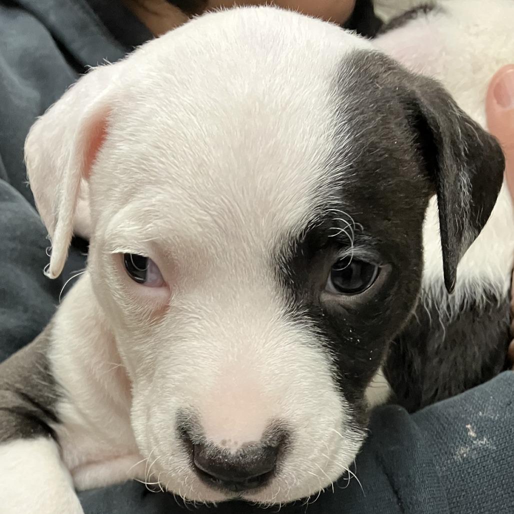 Enlarge Righty, a Adoptable American Staffordshire Terrier in Grand Rapids, MI image 1/1