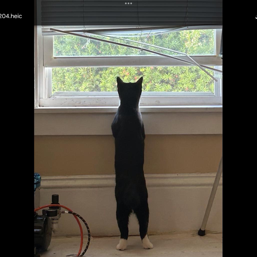 Ms Suits, Adoptable, Young Female Domestic Short Hair.