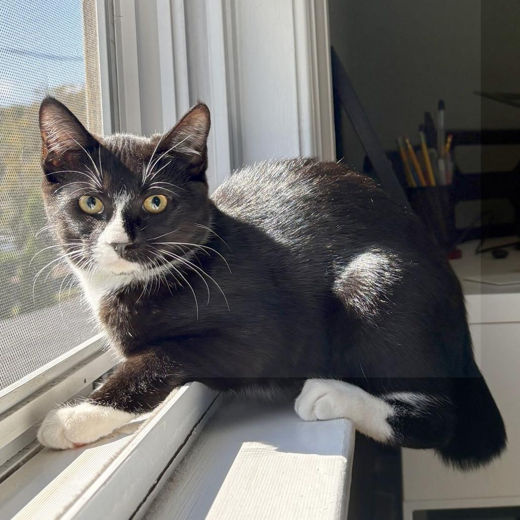 Enlarge Ms Suits, a Adoptable Domestic Short Hair in Wakefield, MA image 2/6