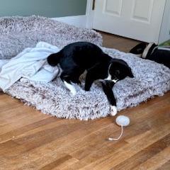 Enlarge Ms Suits, a Adoptable Domestic Short Hair in Wakefield, MA image 4/6