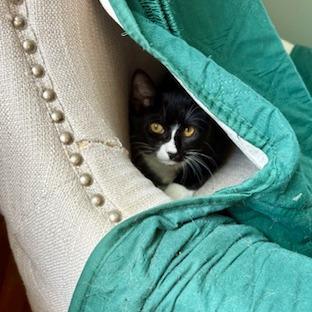 Enlarge Ms Suits, a Adoptable Domestic Short Hair in Wakefield, MA image 5/6