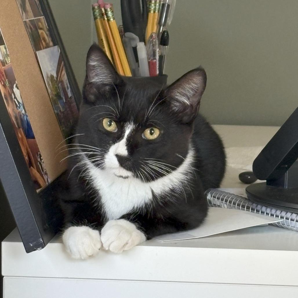 Enlarge Ms Suits, a Adoptable Domestic Short Hair in Wakefield, MA image 6/6