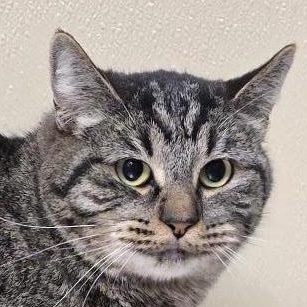 Gwen, Adoptable, Adult Female Domestic Short Hair & Tabby.