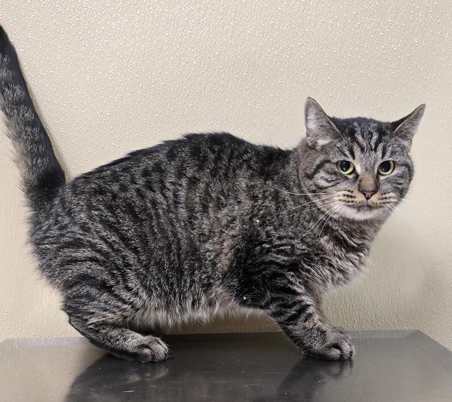 Enlarge Gwen, a Adoptable mixed breed in Brainerd, MN image 2/2