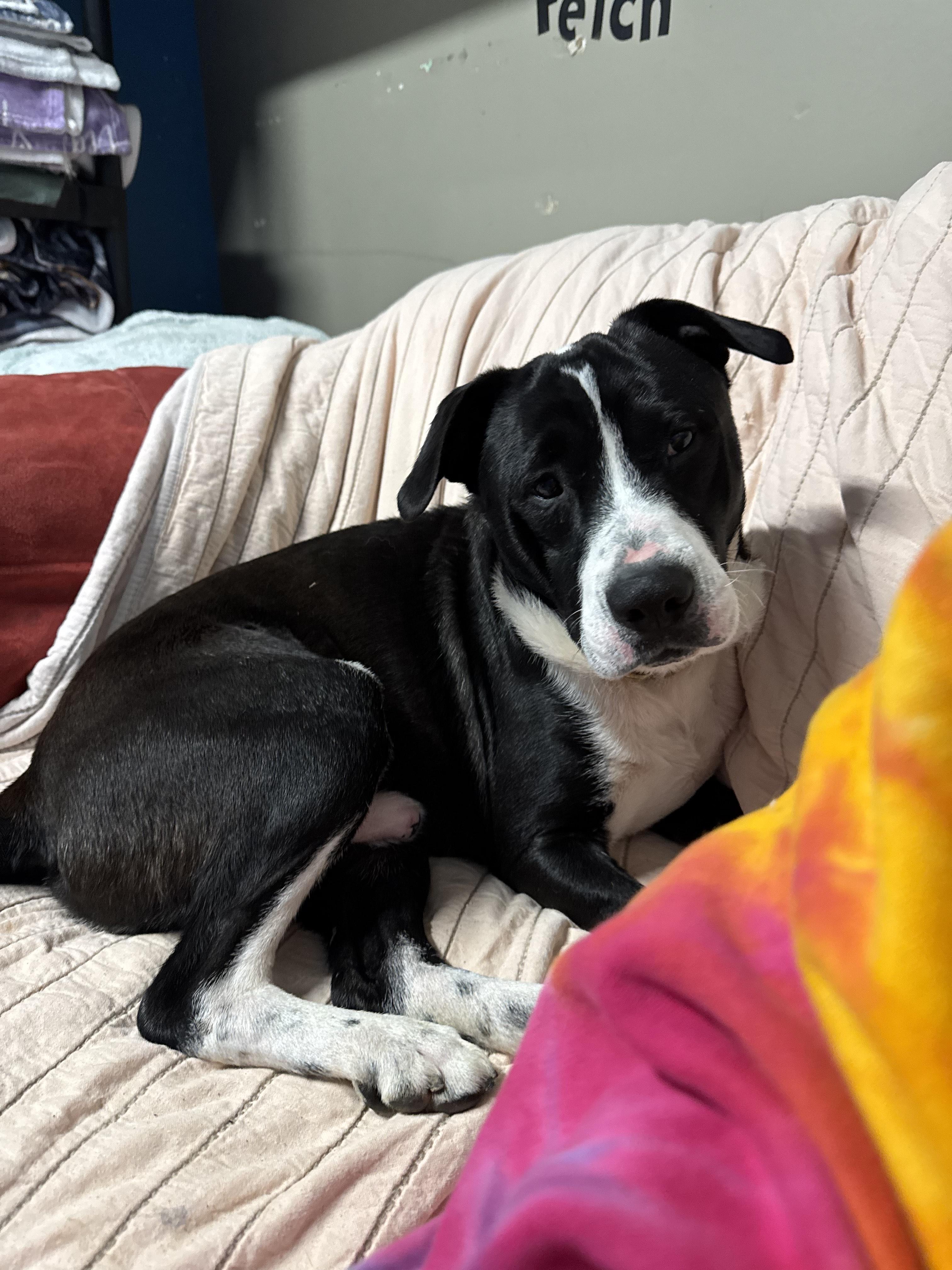 Lewis, Adult Male Pit Bull Terrier