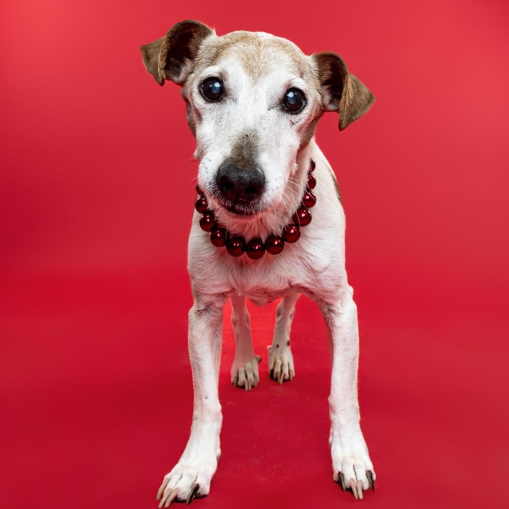 Enlarge Mozzarella, a Adoptable mixed breed in Ferndale, MI image 1/6