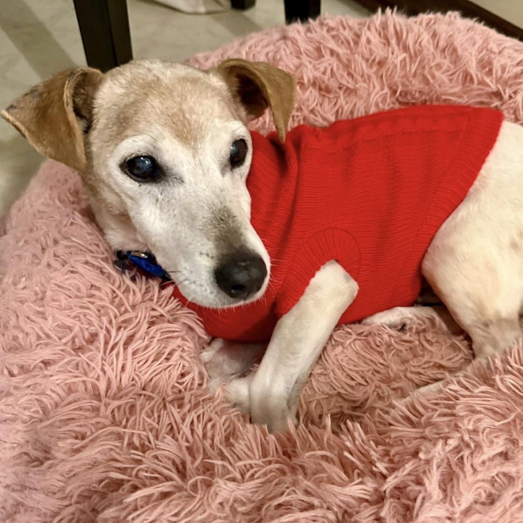 Enlarge Mozzarella, a Adoptable mixed breed in Ferndale, MI image 1/3