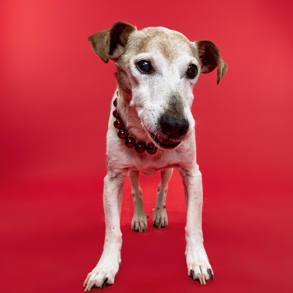 Enlarge Mozzarella, a Adoptable mixed breed in Ferndale, MI image 2/6