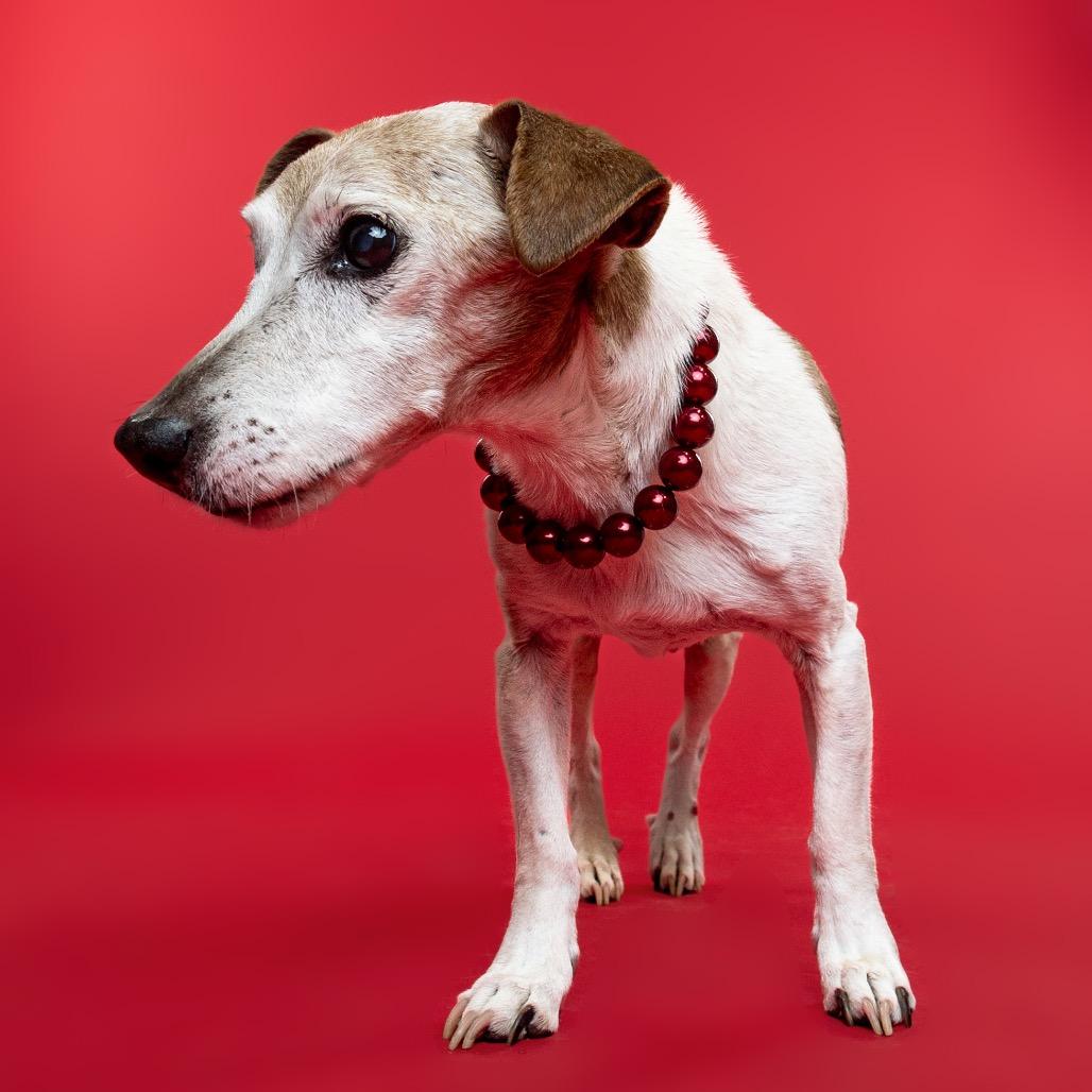 Enlarge Mozzarella, a Adoptable mixed breed in Ferndale, MI image 3/6