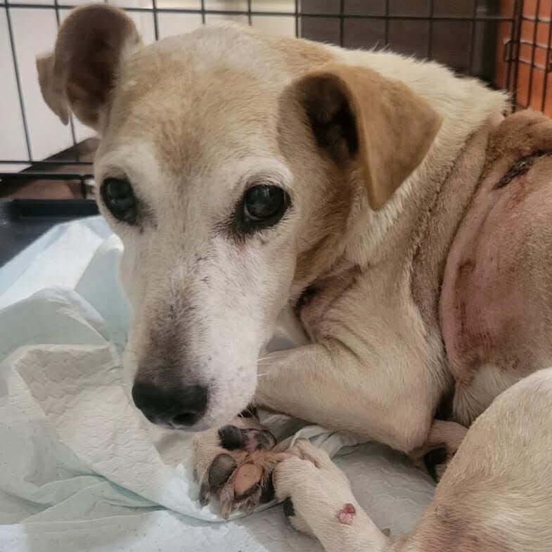 Enlarge Mozzarella, a Adoptable mixed breed in Ferndale, MI image 2/3