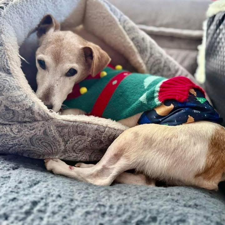 Enlarge Mozzarella, a Adoptable mixed breed in Ferndale, MI image 3/3