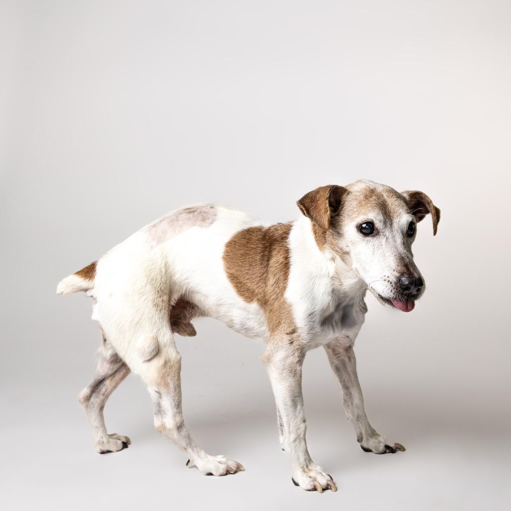 Enlarge Mozzarella, a Adoptable mixed breed in Ferndale, MI image 5/6