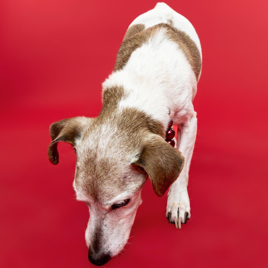 Enlarge Mozzarella, a Adoptable mixed breed in Ferndale, MI image 6/6