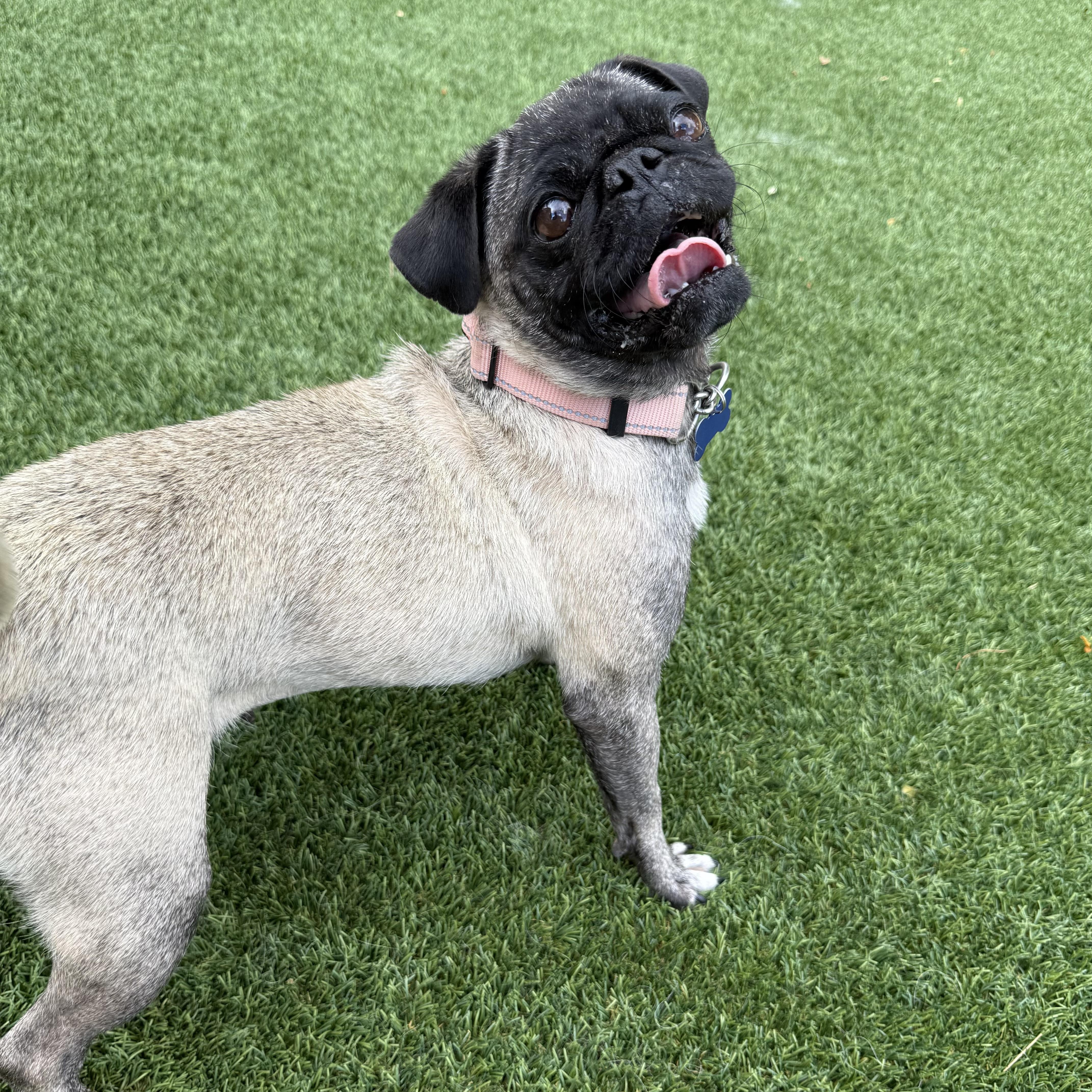 Isabella, a Adoptable Pug in Fort Collins, CO image 6/6
