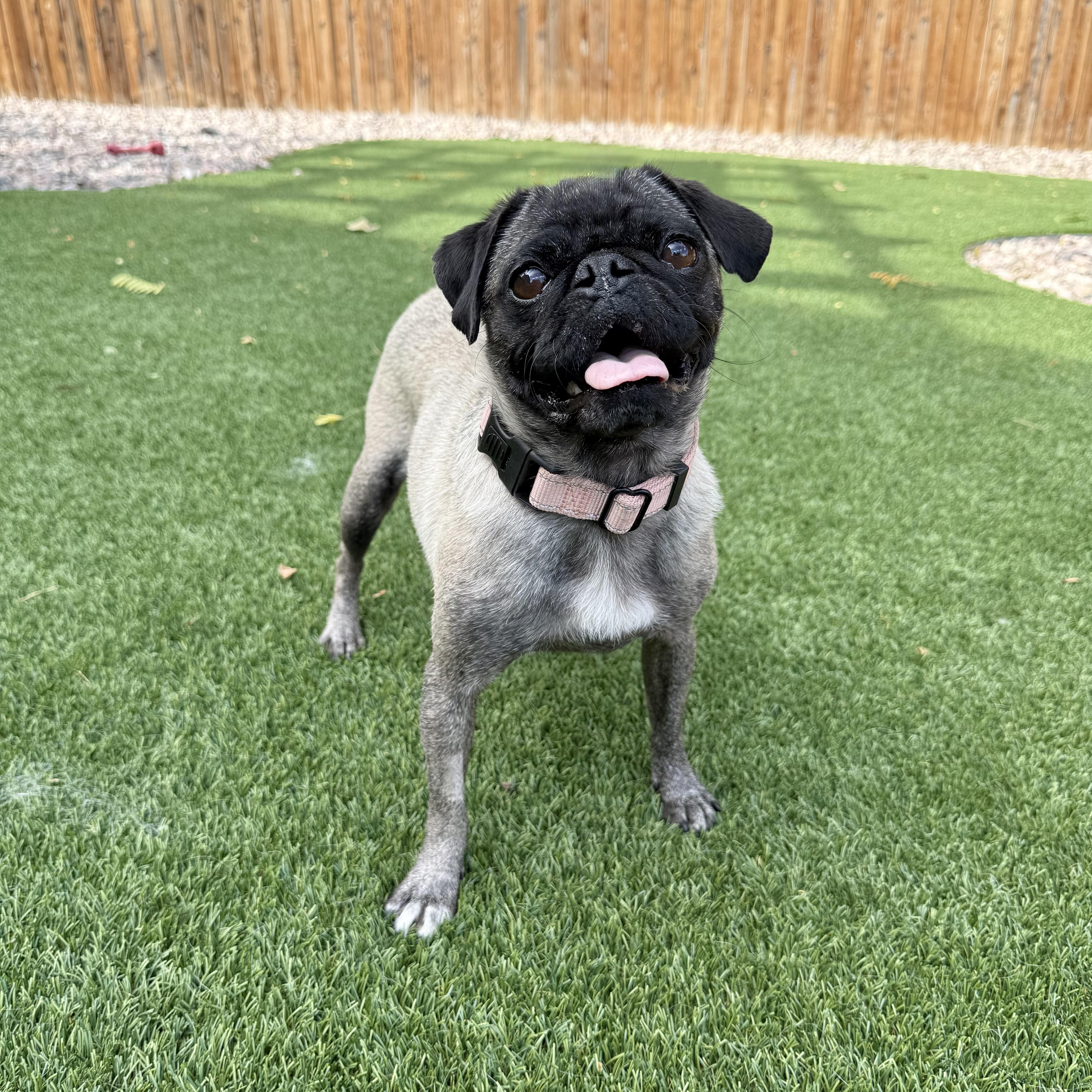 Isabella, a Adoptable Pug in Fort Collins, CO image 5/6