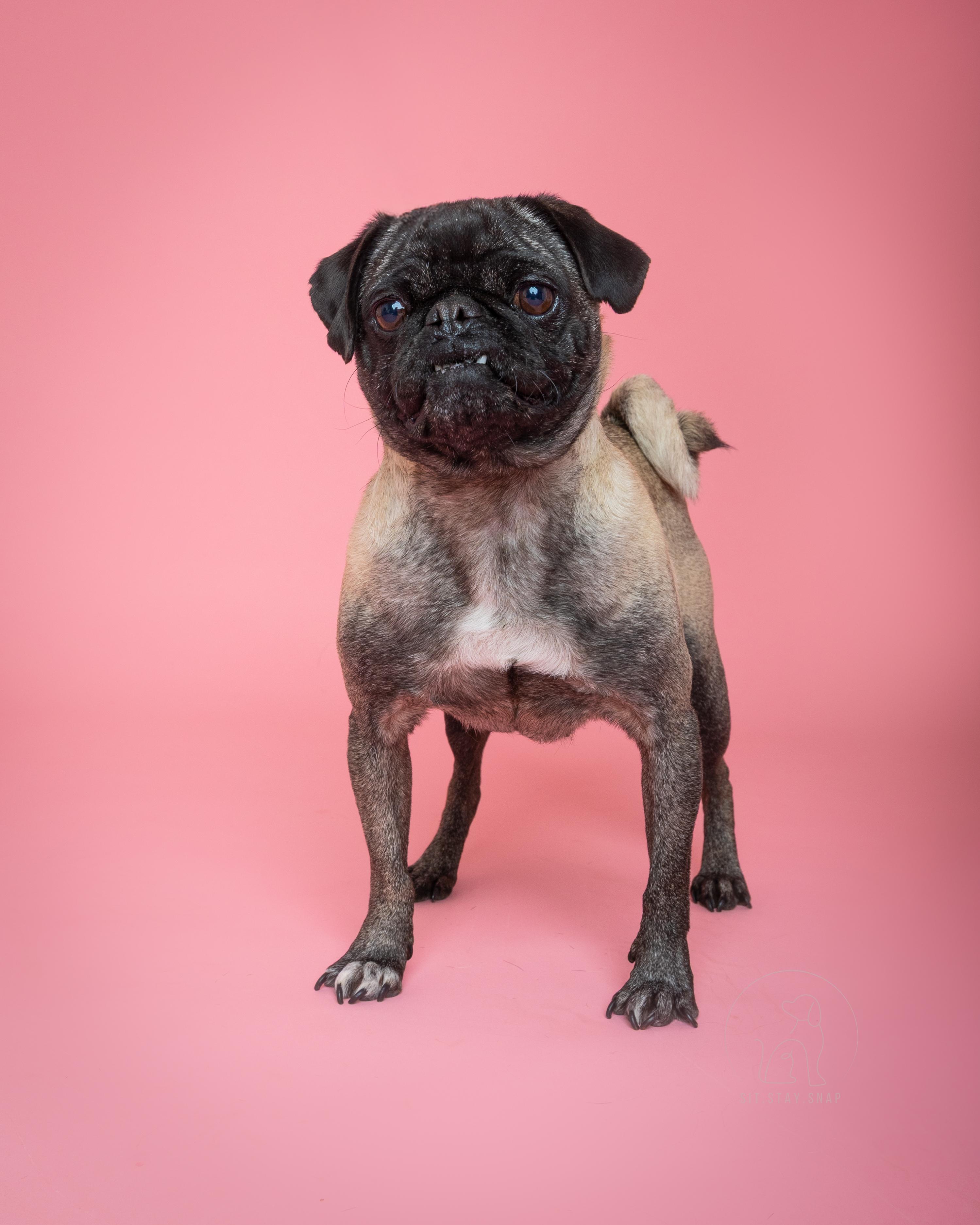 Isabella, a Adoptable Pug in Fort Collins, CO image 3/6